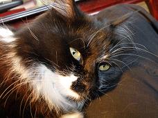 katt