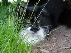 katt