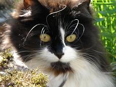 katt