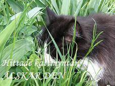 katt