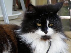 katt