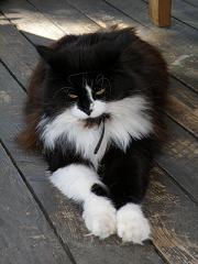 katt