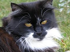 katt
