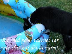 katt