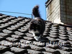 katt