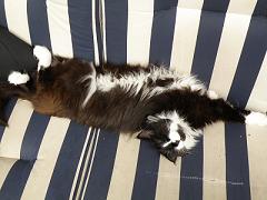 katt