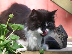 katt