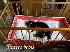katt
